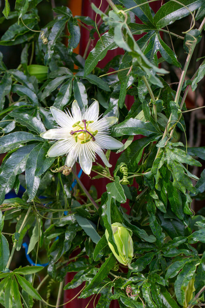 Rod Ivy. Vědecké jméno; Passiflora caerulea Constance Elliot - Fotografie, Obrázek