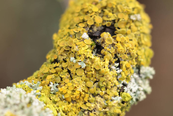 Lichen Xanthoria parietina σε νεκρό κλαδί - Φωτογραφία, εικόνα