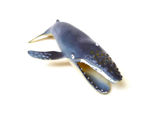 Close up of humpback whale toy. Rubber fish toy isolated on white background. - Photo, Image