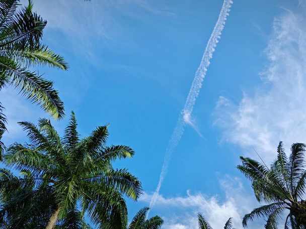 Blick in den strahlend blauen wolkenverhangenen Himmel mit Palmblatt im Vordergrund. - Foto, Bild