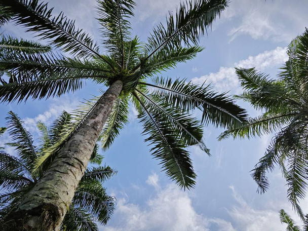 дивлячись на яскраве блакитне хмарне небо з пальмовим листом на передньому плані. - Фото, зображення