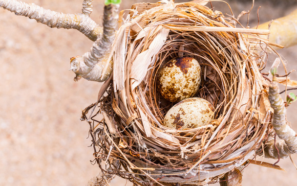Гніздо, наповнене яйцями птахів на гілках дерева
. - Фото, зображення
