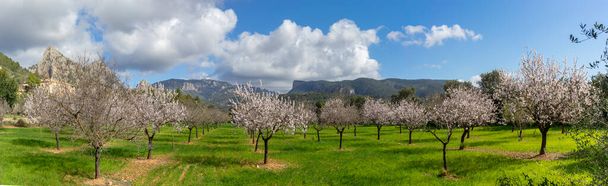 Rows of almond trees in full bloom paint a picturesque scene in a lush valley, framed by a dramatic mountain range and scattered clouds. - Photo, Image