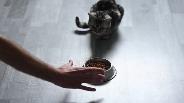 Ο άνθρωπος ταΐζει ένα γκρι γατάκι. Υψηλής ποιότητας υλικό FullHD - Πλάνα, βίντεο
