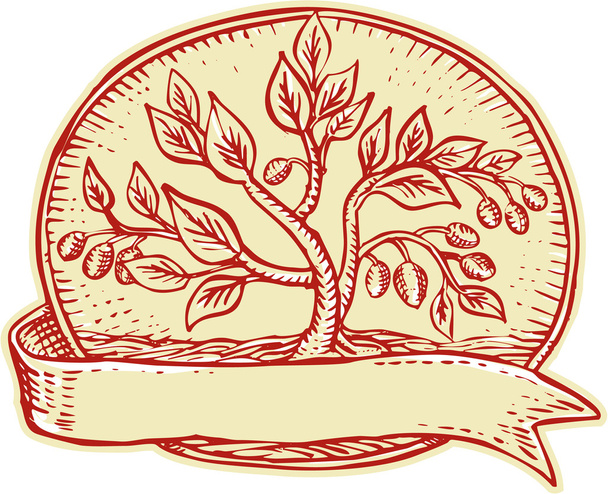 Olivovník stuha oválný leptání - Vektor, obrázek