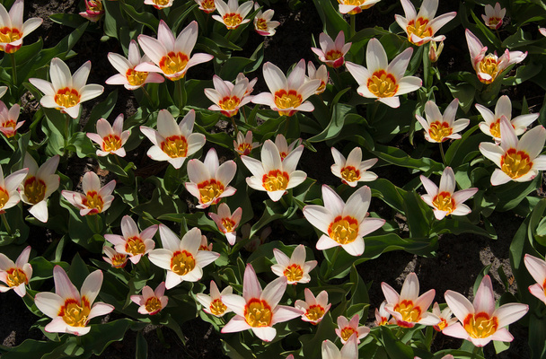 kvetoucí tulipány - Fotografie, Obrázek