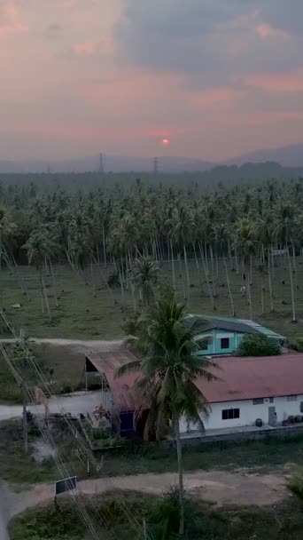 Беспилотник входит в пальмовый лес на красивом закате - FULLHD Вертикальное видео - Кадры, видео
