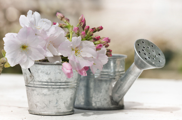 романтичний кущ вишневого цвіту
 - Фото, зображення