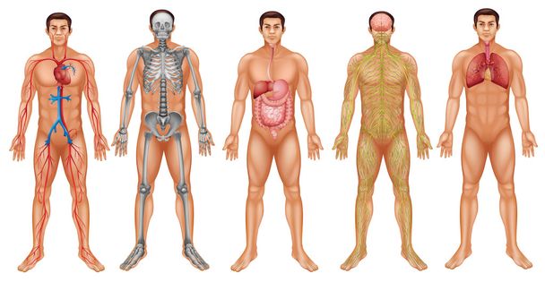 Systèmes corporels
 - Vecteur, image