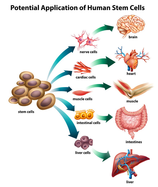 Stammzellen - Vektor, Bild