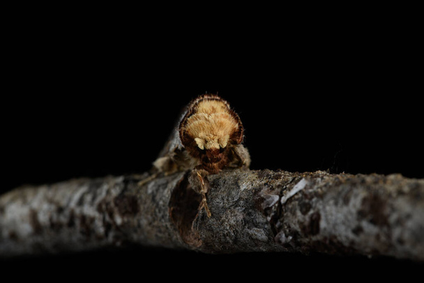 Die Buff-Spitze (Phalera bucephala) ist eine Motte der Familie Notodontidae. - Foto, Bild