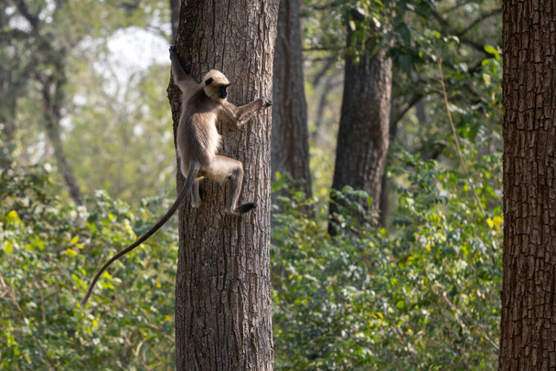 Черноногий Лангр - Semnopithecus hypoleucos, красивый популярный примат из южноазиатских лесов и лесов, Нагарахольский тигровый заповедник, Индия. - Фото, изображение