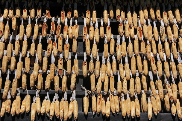 Традиційні сушені кукурудзи в етнологічний музей народної Staro село в Kumrovec, Північна County Zagorje Хорватії - Фото, зображення