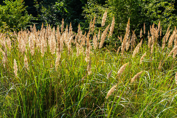 Inflorescencia de madera de caña pequeña Calamagrostis epigejos en un prado. - Foto, imagen