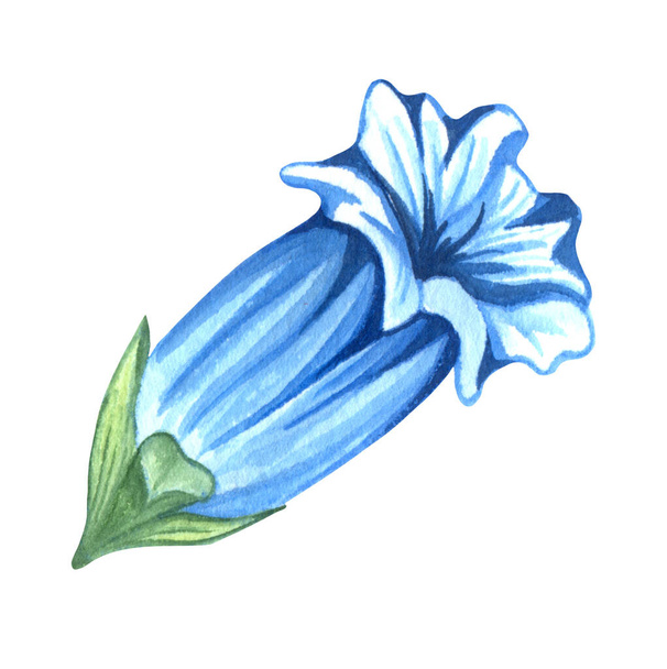 Alpine mountain flowers - Gentian flower (en inglés). Acuarela ilustración dibujada a mano. - Foto, Imagen