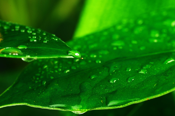 green plant leaves - Фото, изображение