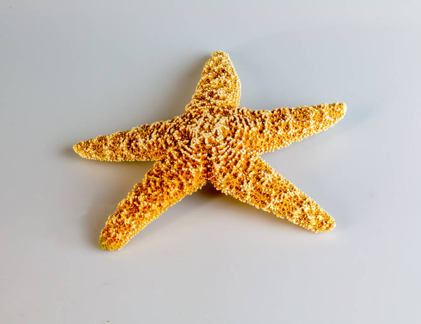Морская звезда Астериас Рубенс на белом фоне. Морские звезды. - Фото, изображение
