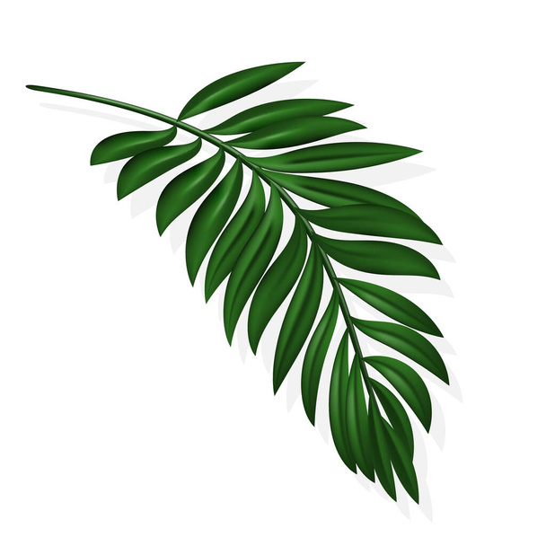 Zelené letní tropické exotické listy se stínem. Design prvku se stínem na pozadí pro plakát, web, letáky, pozvánka, pohlednice. Cestovní a letní koncept. Prodej a plavba. Eps 10. - Vektor, obrázek