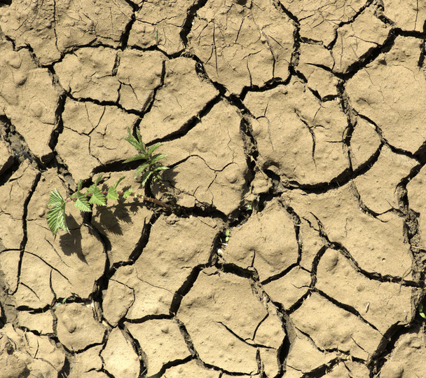 Растение растет из трещины в сухой грязи
 - Фото, изображение