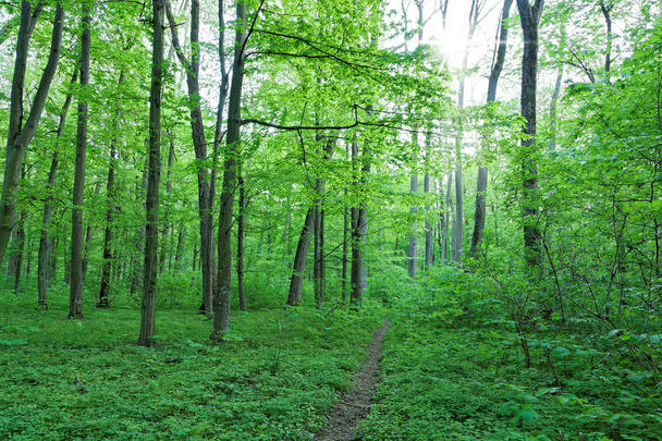 Zelený listnatý les na slunečný den. - Fotografie, Obrázek