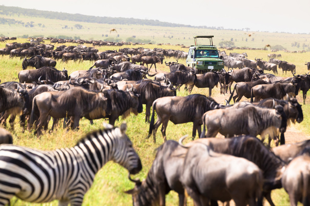 Jeeppejä afrikkalaisella luonnonvaraisella safarilla
. - Valokuva, kuva