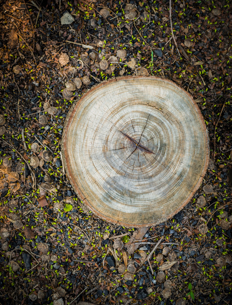 Top view of tree stump - Photo, Image