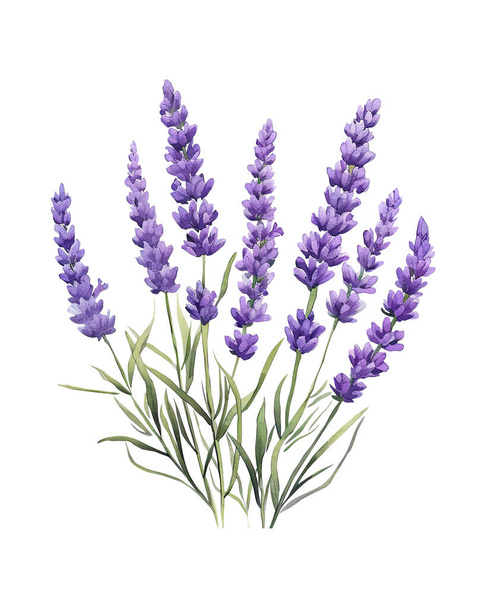 Lavendel, Aquarell Blumen, Aquarell Illustration - Foto, Bild
