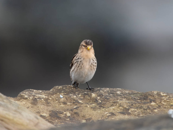 Twite, Linaria flavirostris, single bird on rock, Northumberland, February 2024 - Photo, Image