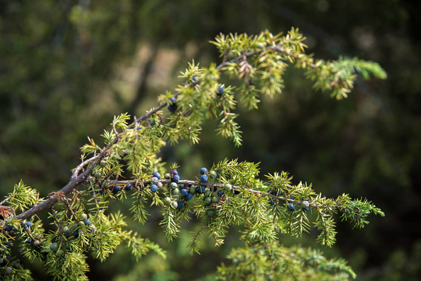 Juniper berries on a branch close-up. - Photo, Image