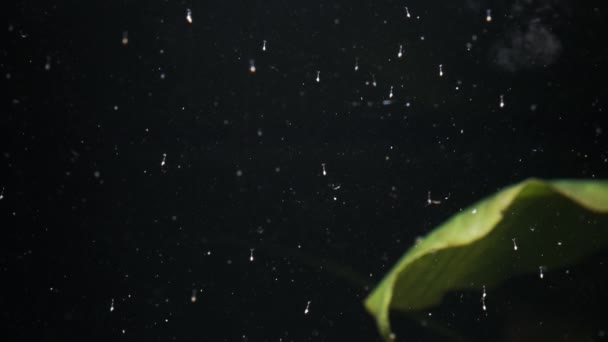 Pasgeboren Amano garnalenlarven die streven naar licht en ondersteboven zwemmen. - Video