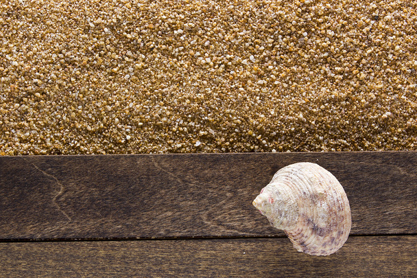 Ocean shell on a wooden board - 写真・画像