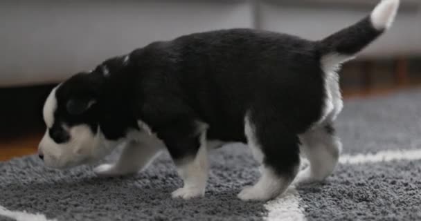 Egy aranyos fekete-fehér kiskutya, aki egy puha szürke szőnyegen sétál egy hangulatos otthoni környezetben. Kiváló minőségű 4k felvételek - Felvétel, videó