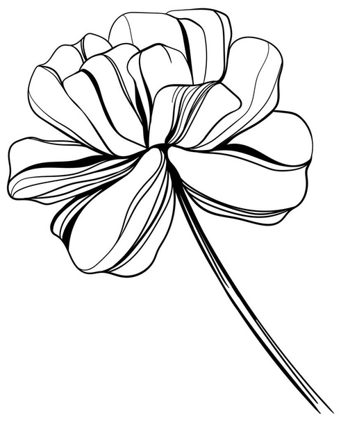 白い背景に孤立した抽象的な野生の花. 黒と白の彫刻されたインクアートイラスト. - ベクター画像