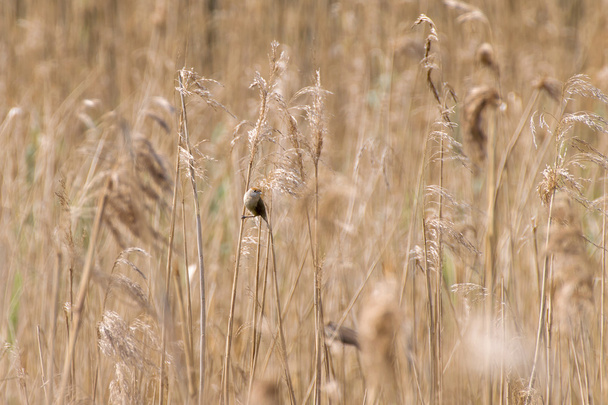 Kis madár közötti száraz cortaderias - Fotó, kép