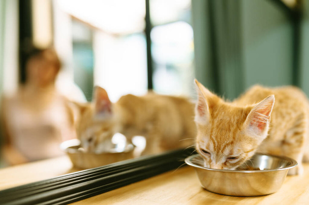 Un gatito jengibre joven es capturado en el reflejo de un espejo mientras come de un tazón, añadiendo profundidad a una serena escena hogareña. - Foto, imagen