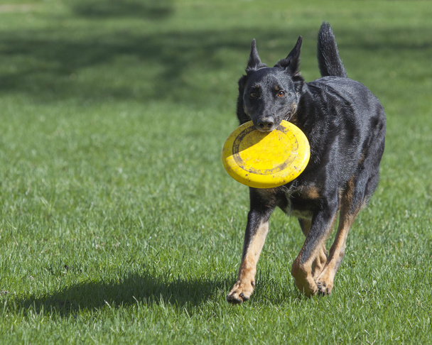 Cane pastore tedesco con frisbee giallo che corre nell'erba
 - Foto, immagini