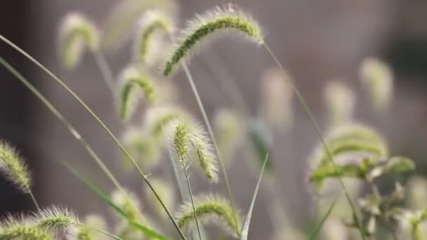 Макроснимок крупным планом щетинистой травы - Кадры, видео