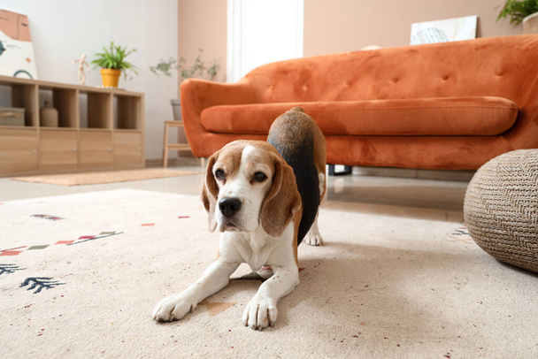 自宅でベージュカーペットにかわいいビーグル犬 - 写真・画像