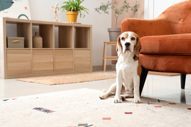Милая собака Бигл возле дивана на бежевом ковре дома - Фото, изображение