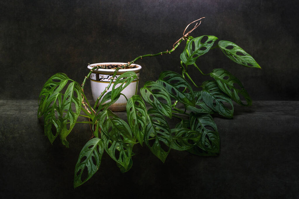 Indoor variëteit van de monstera plant in een pot op een donkere achtergrond - Foto, afbeelding