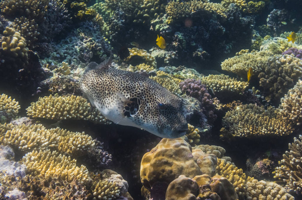 star pufferfish swimming over corals in the red sea egypt - Photo, Image