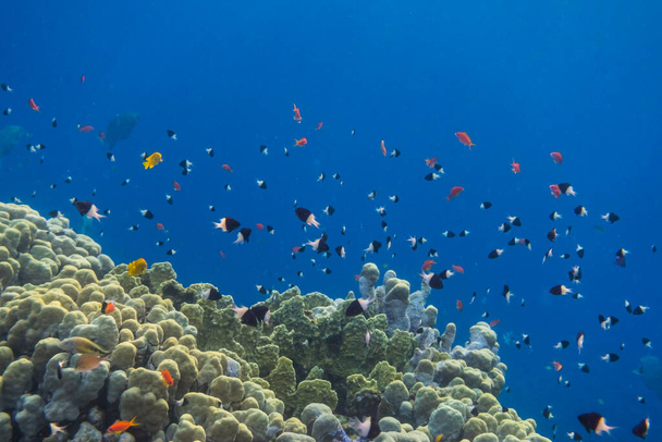 thousands of little different fishes over corals during diving in egypt - Photo, Image