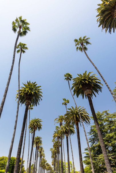 Un día de verano perfecto en California, Beverly Hills, relajándose bajo la sombra de altas palmeras y disfrutando del calor del sol - Foto, Imagen