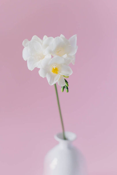 Beautiful white freesia flower in a vase on a pink background. Place for text. - Photo, Image