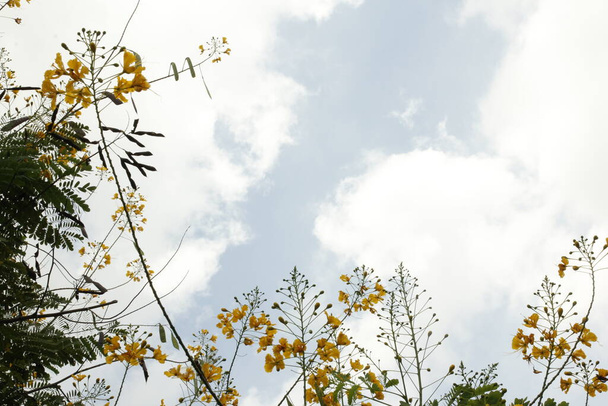 Біле космічне небо з рослинним обрамленням квітка павича, тропічне маленьке дерево родини Цесальпієвих. - Фото, зображення