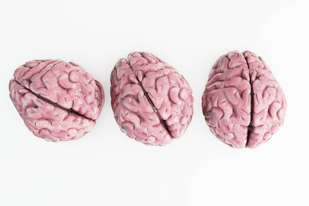 cerebros humanos aislados sobre fondo blanco 3d ilustración - Foto, imagen