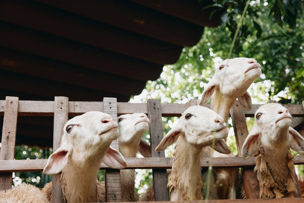 Egy csapat bárány néz fel az égre egy fából készült kerítésen keresztül egy tollban. - Fotó, kép