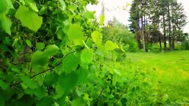 Blad van groene berk beweegt in de wind. mooie steeg van bomen, gazon in het bos in de zomer. Sfeervol natuurlandschap beeldmateriaal video. - Video