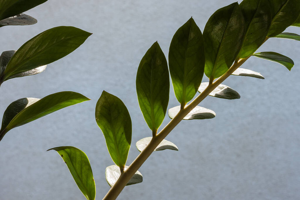 Branch Zamioculcas on a white wall background. Small depth of field - Photo, Image