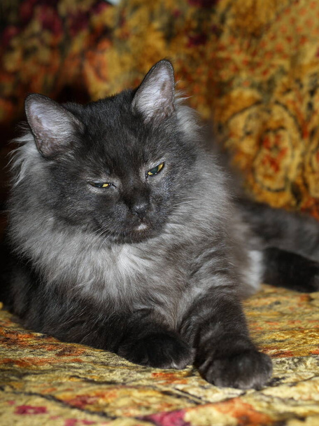 Μια γκρίζα γάτα ακουμπά σε ένα χρωματιστό χαλί. - Φωτογραφία, εικόνα